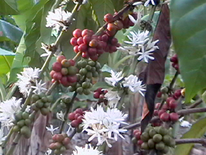 Coffee plants in bloom.